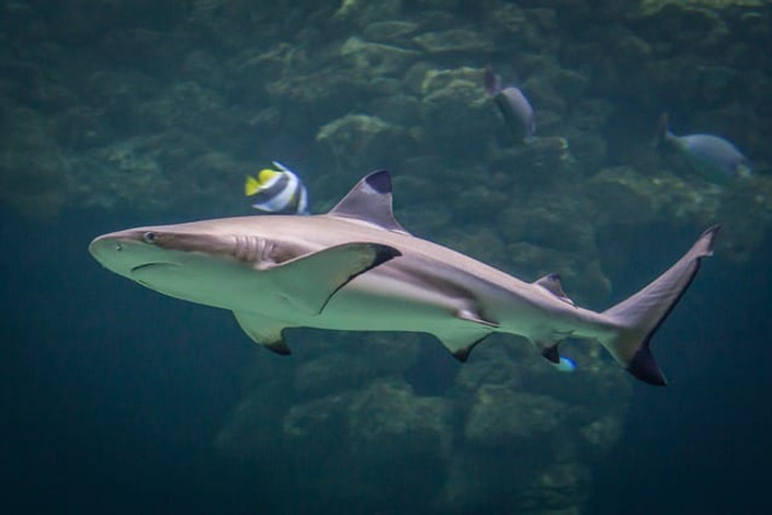 requins