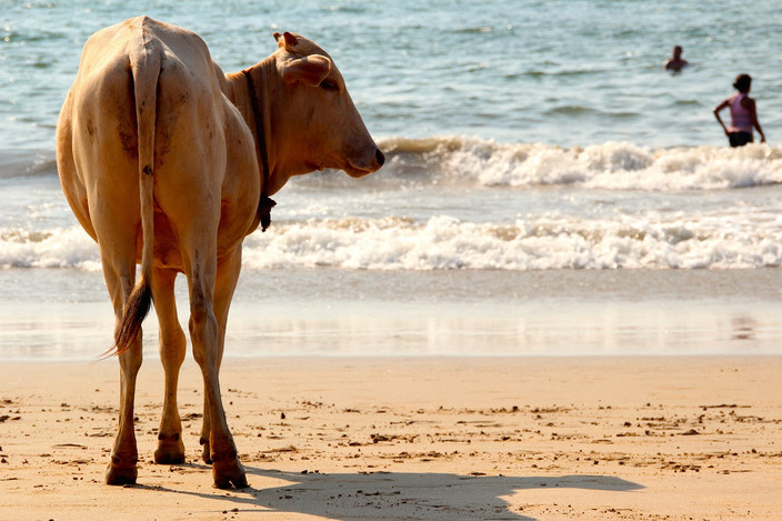 Goa