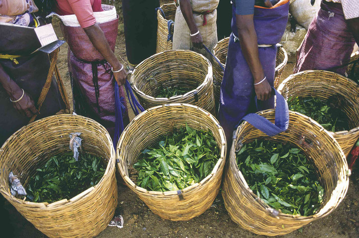 Bandarawella ella Nuwara Eliya