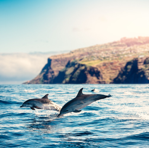 Journée Libre ou découverte des dauphins de Lovina (en option)