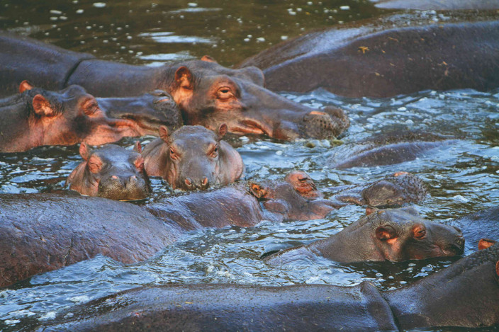 Le Parc national du Serengeti