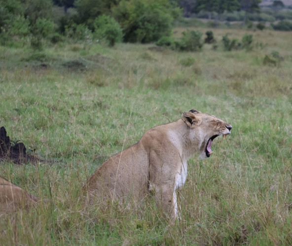 À la Découverte des Grands Félins et Plus dans le Masai Mara
