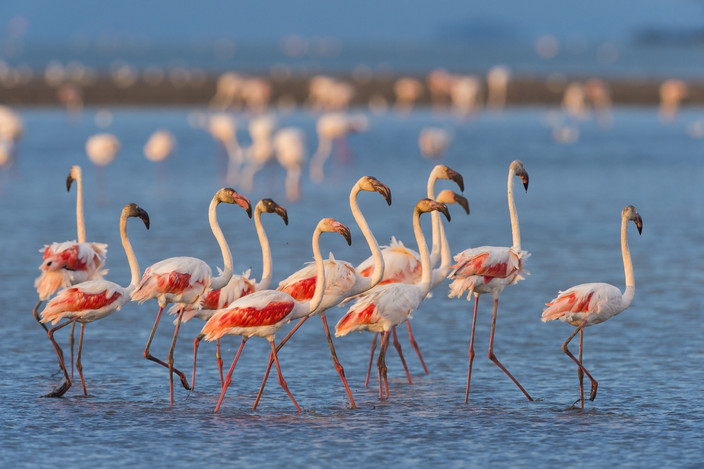 Une journée en Camargue sauvage