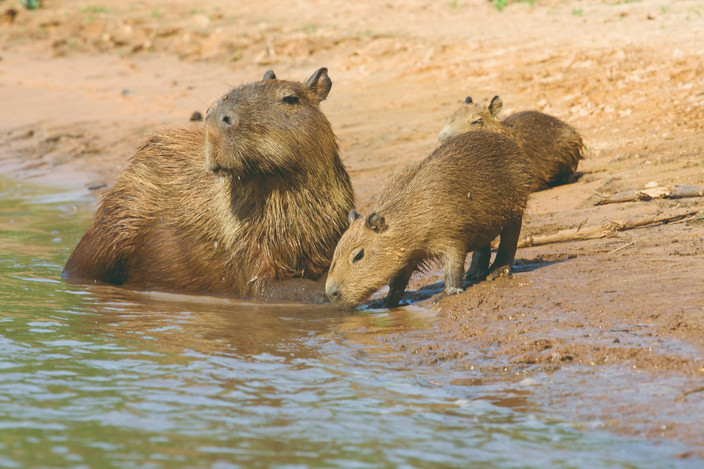 Faune et flore du Pantanal Sud