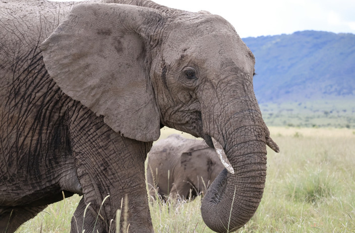 À la Découverte des Grands Félins et Plus dans le Masai Mara