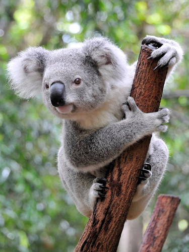 Kangaroo Island