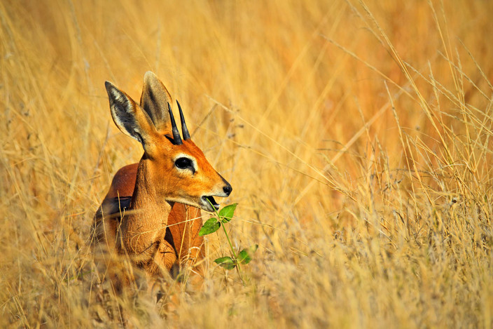 Parc national de Hwange