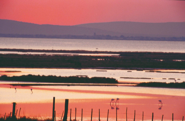La Camargue haute en couleurs