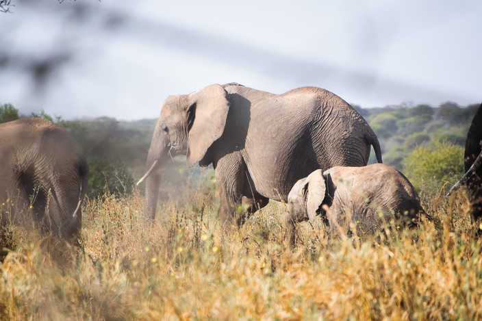 Arusha Town – Tarangire NP - FB