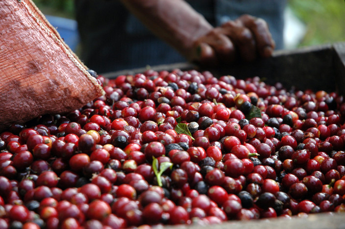 Petits producteurs de café d'Alta Verapaz