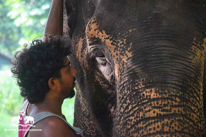 Udawalawe a Buduruwagala et Ella (2h)