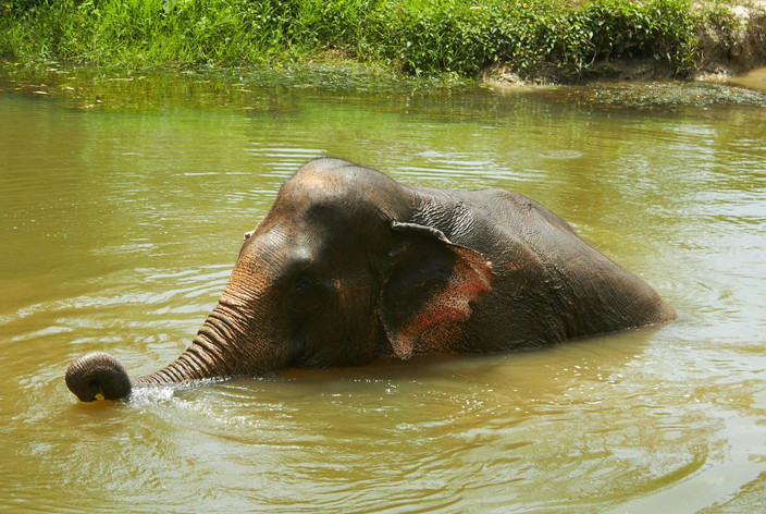 Rencontre avec les éléphants et retour à Kanchanaburi.