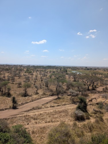 Ganzer Tag im Serengeti.