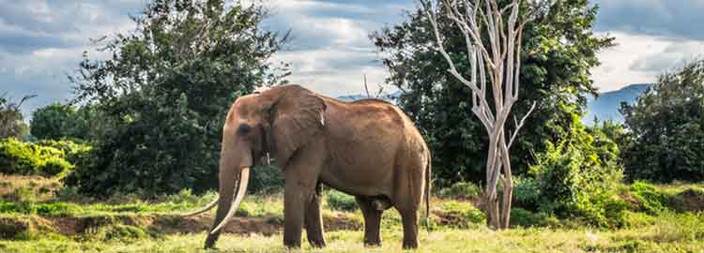 Découverte du Parc national de Tsavo West