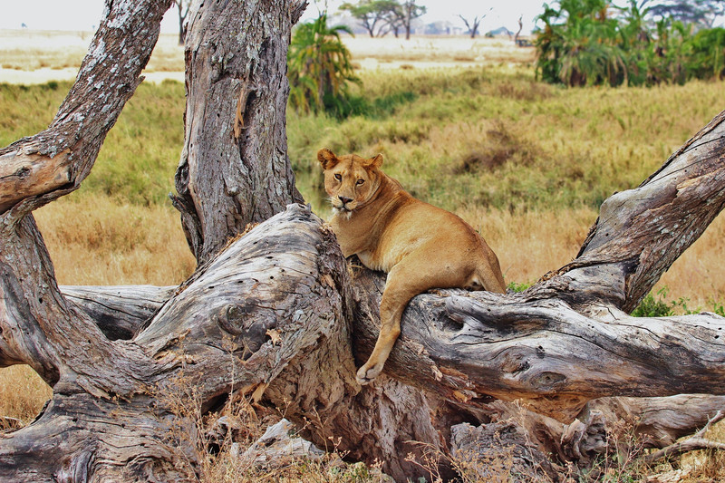 Jour 3:  Serengeti - Camp