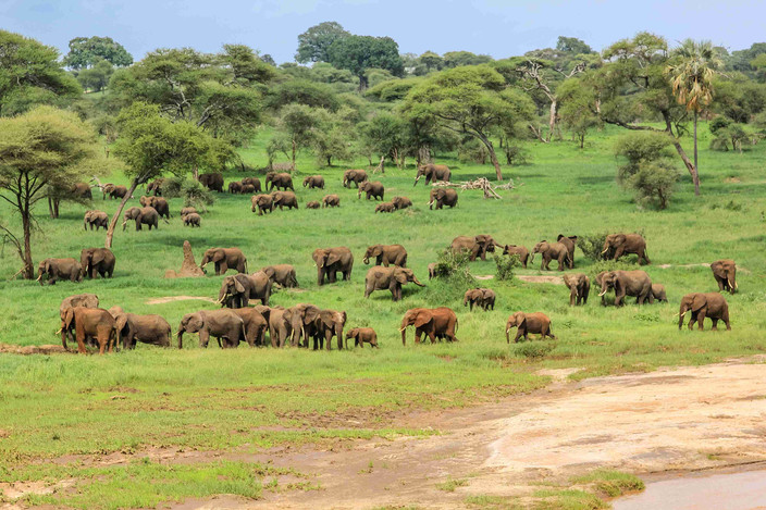 Parc national de Tarangire