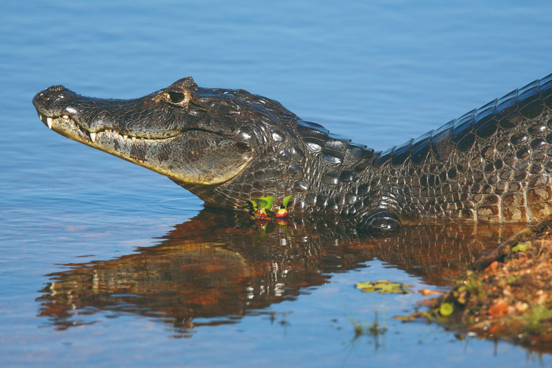 En route vers le Pantanal Sud