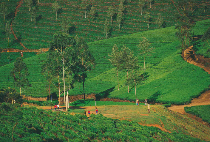 Alentours d'ELLA : Plantation de thé, randonnée et rivière