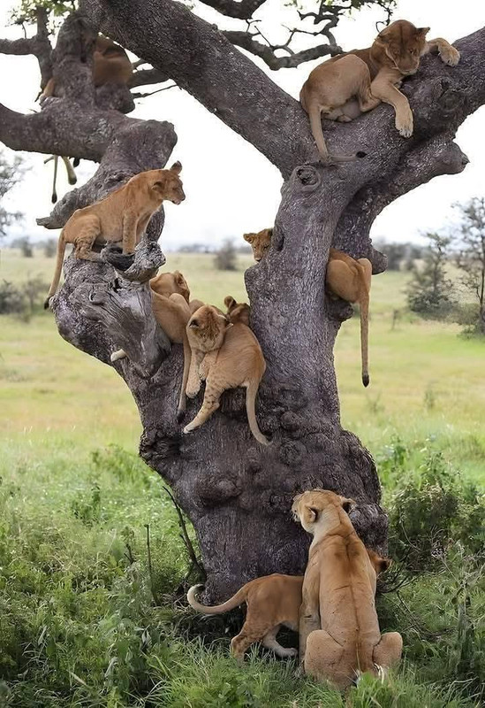 Ruaha National Park