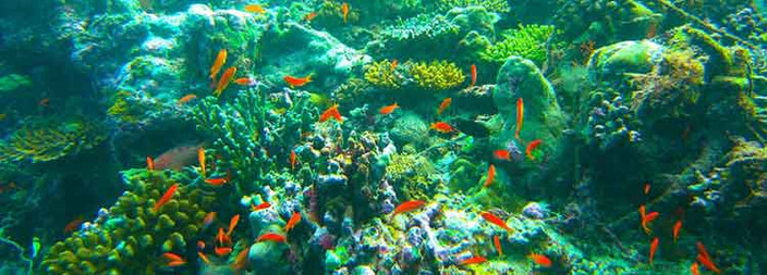 Snorkelling