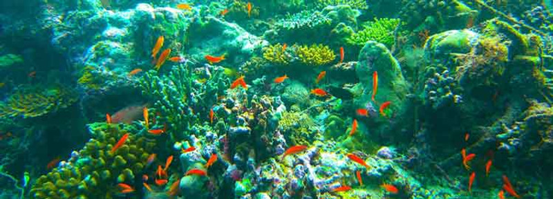 Snorkelling