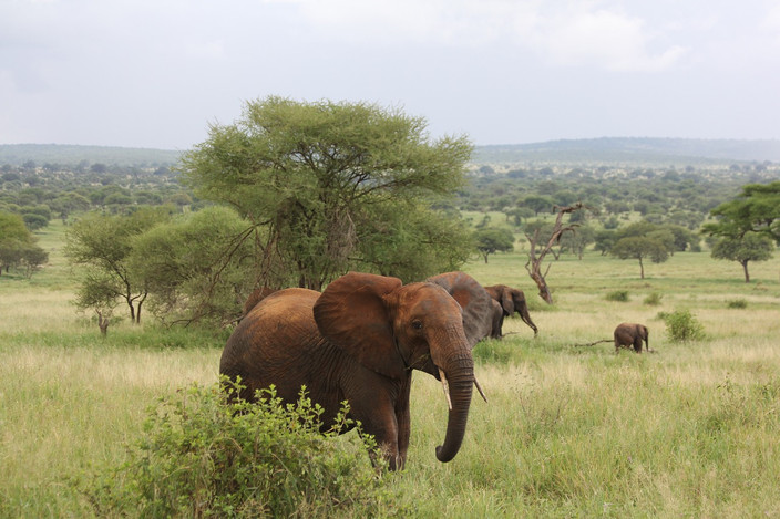 Safari dans le parc national de Tarangire