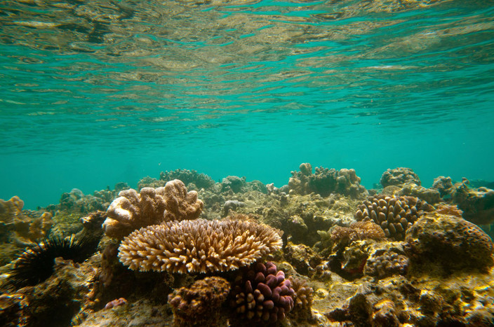 L'Île de Zanzibar