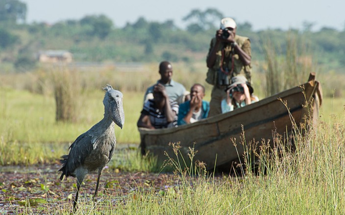 Een 1-daagse Mabamba-moeras Shoebill Spot