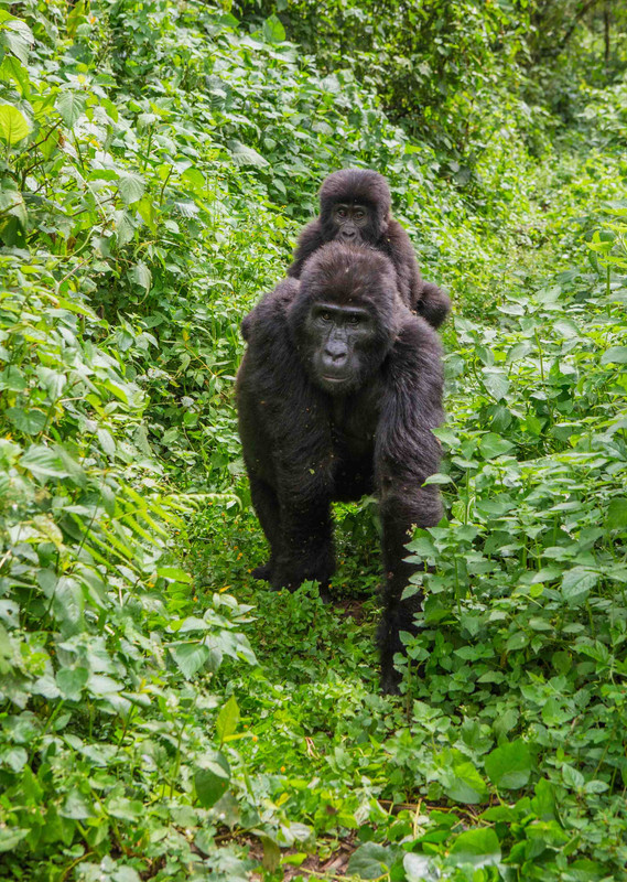 Gorilla Trekking Day
