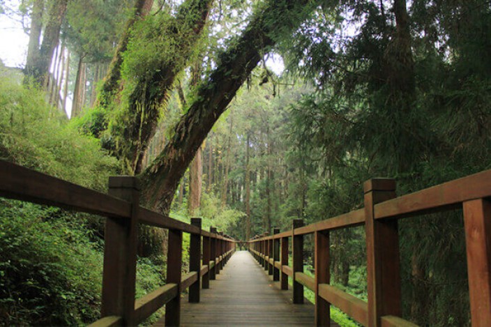 Alishan : Forêts sacrées & Chemins de fer pittoresques