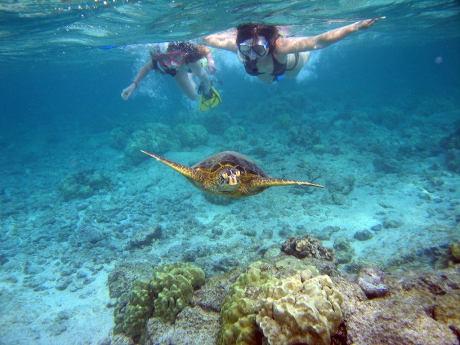 Excursion de plongée avec tuba à l'île Dimaniyat - 6 heures