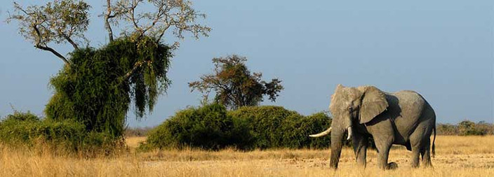 Découverte de la réserve naturelle de Savuti