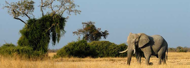 Découverte de la réserve naturelle de Savuti