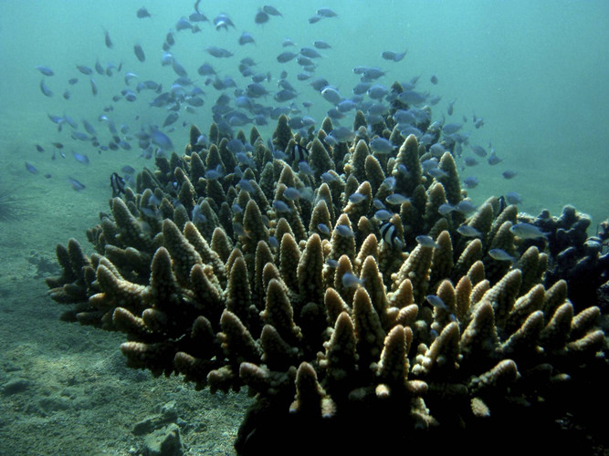 Ampanihy, mangrove et lagon