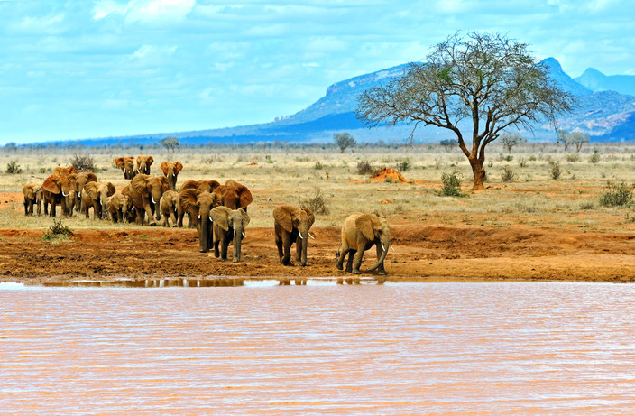 Amboseli - Tsavo Ouest (4h30 de route hors pauses)