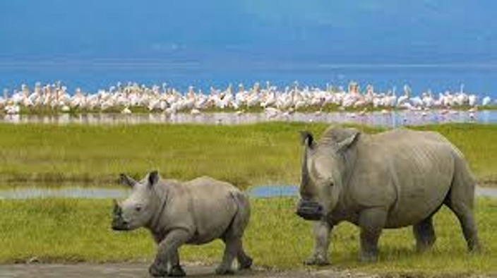 Lake Nakuru – Game Drives & Birdwatching
