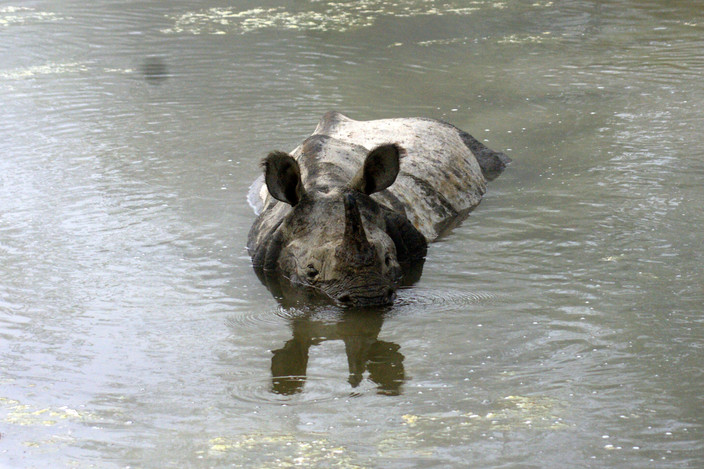 Parc de Chitwan