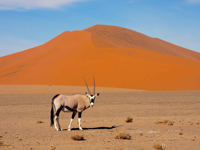 Les dunes de Sossusvlei et Dead Vlei