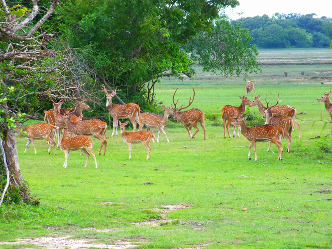 La visite de Horton Plains