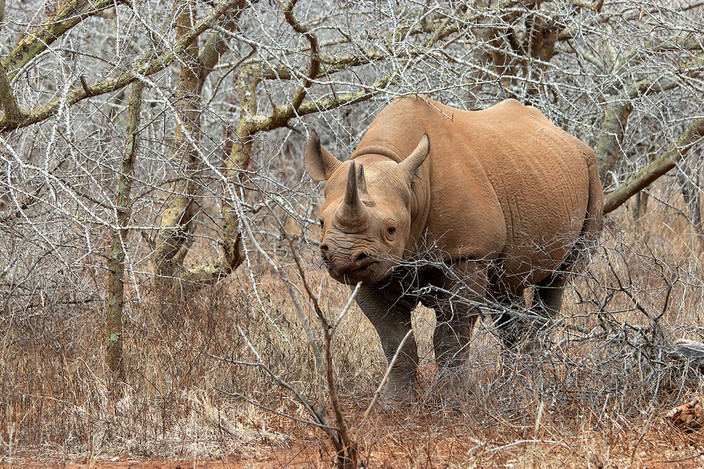 Rhinocéros noir