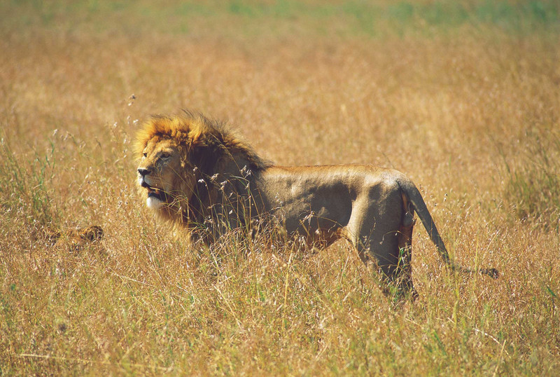 Le parc national du Serengeti
