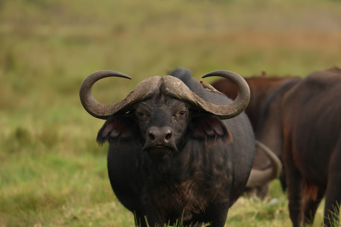 Serengeti NP - Ngorongoro Crater - FB