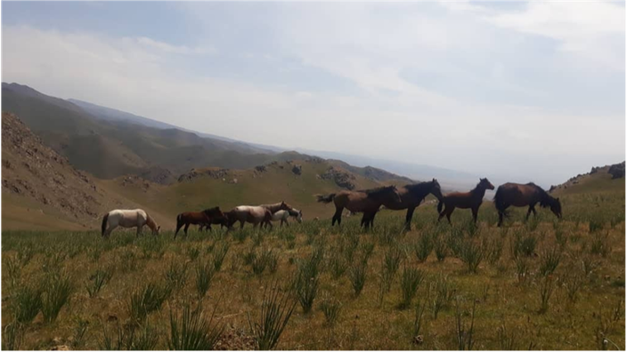 Karakol
