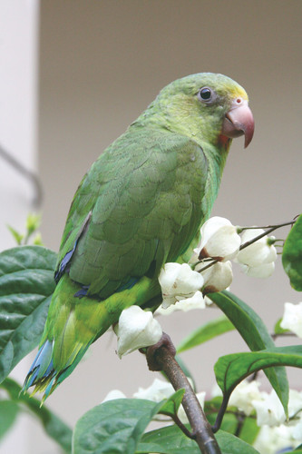 Secrets amazoniens