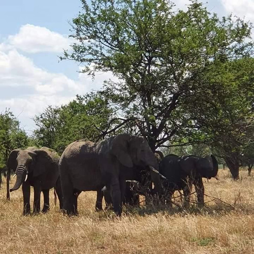 Selous Game Reserve