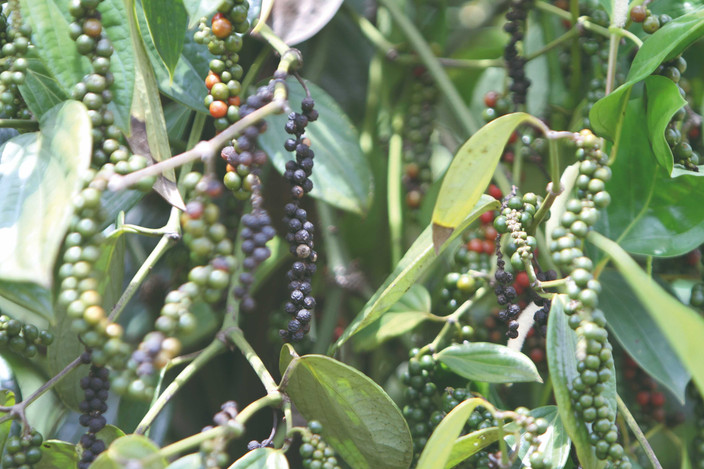 Kampot et la plantation de poivre