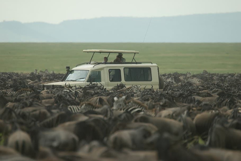Marche sur les bords du cratère du Ngorongoro, ensuite safari au Serengeti