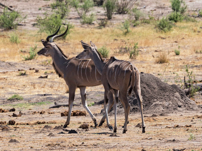 ETOSHA NATIONAL PARK