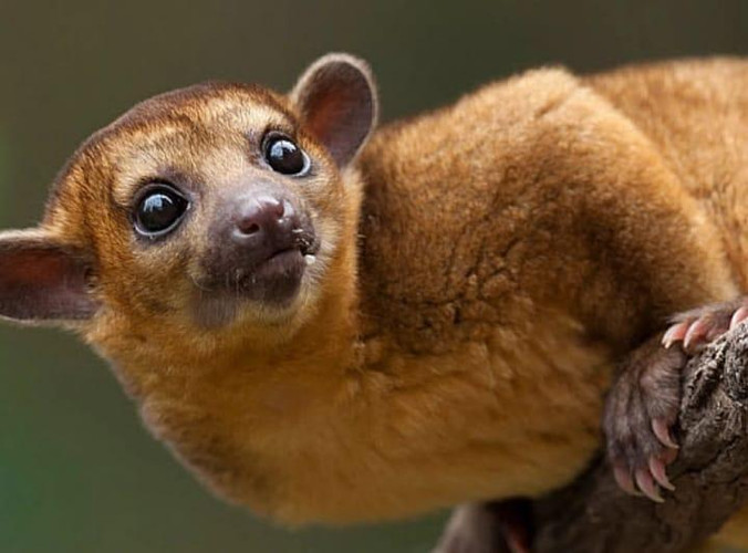 Réserve naturelle de Monteverde