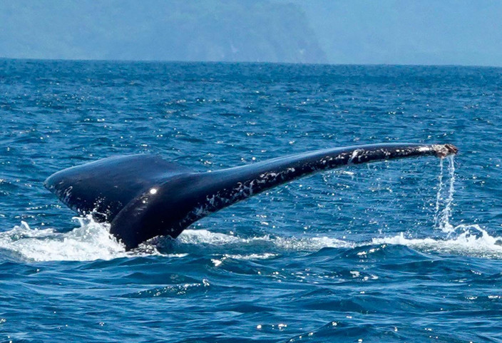 Les parcs nationaux de Manuel Antonio et de Uvita